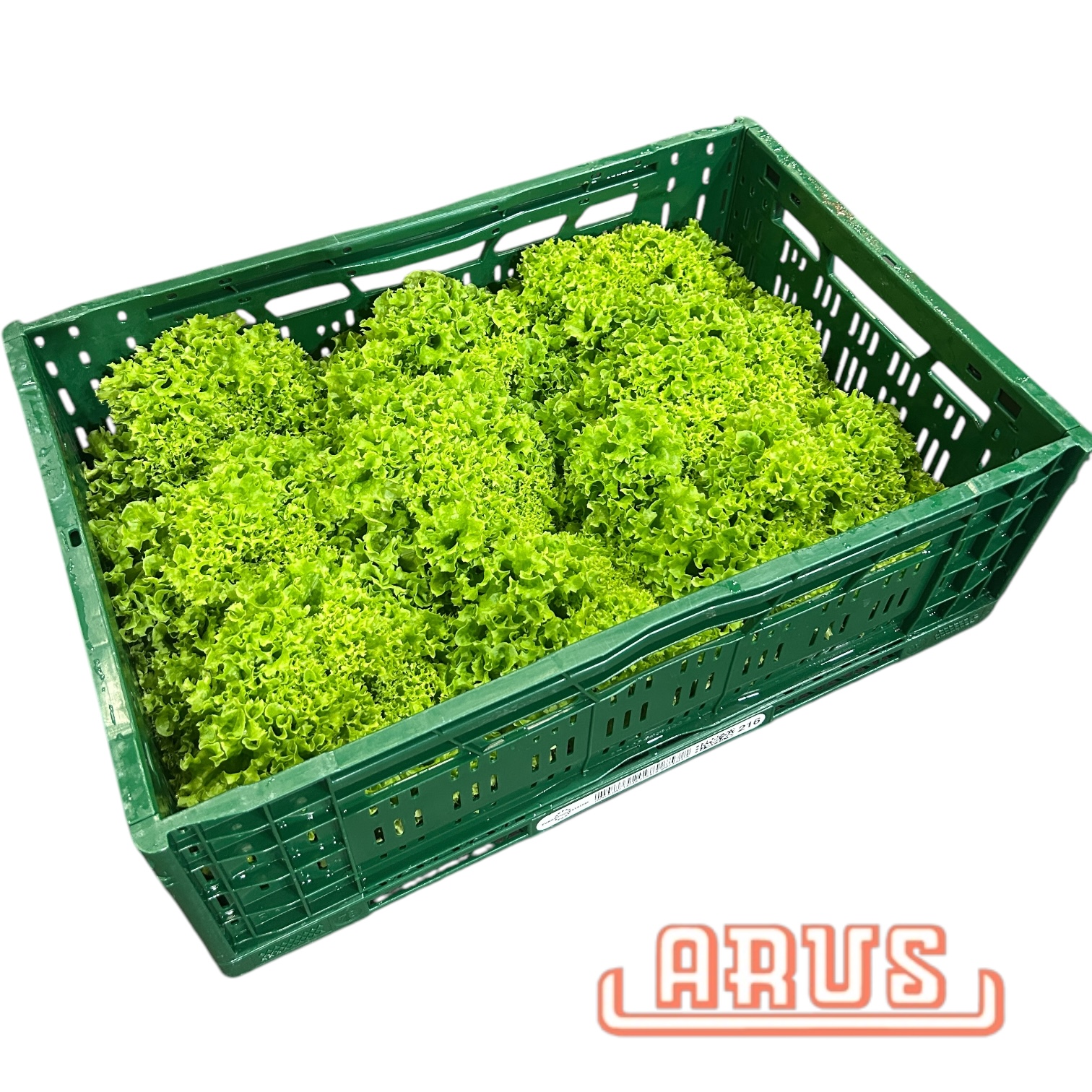 Lollo Bionda 9er -dtsch.-