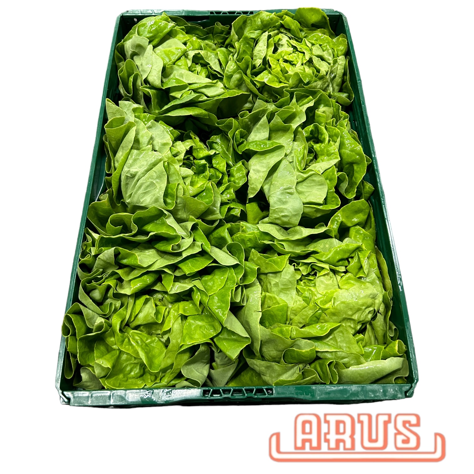 Kopfsalat 12er - belg. -