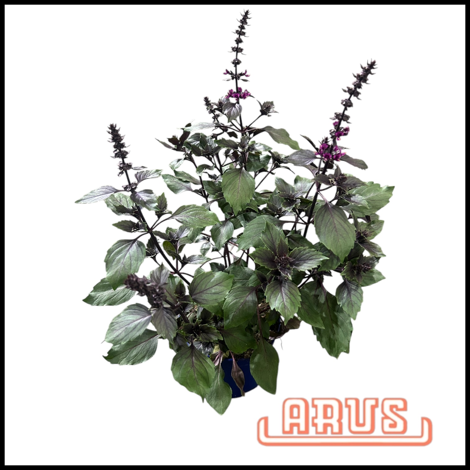 BIO Töpfe Basilikum-African Blue, 13cm