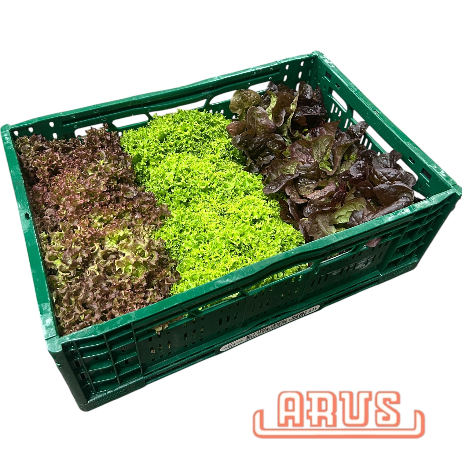 Mix Salat 9er -dtsch.-