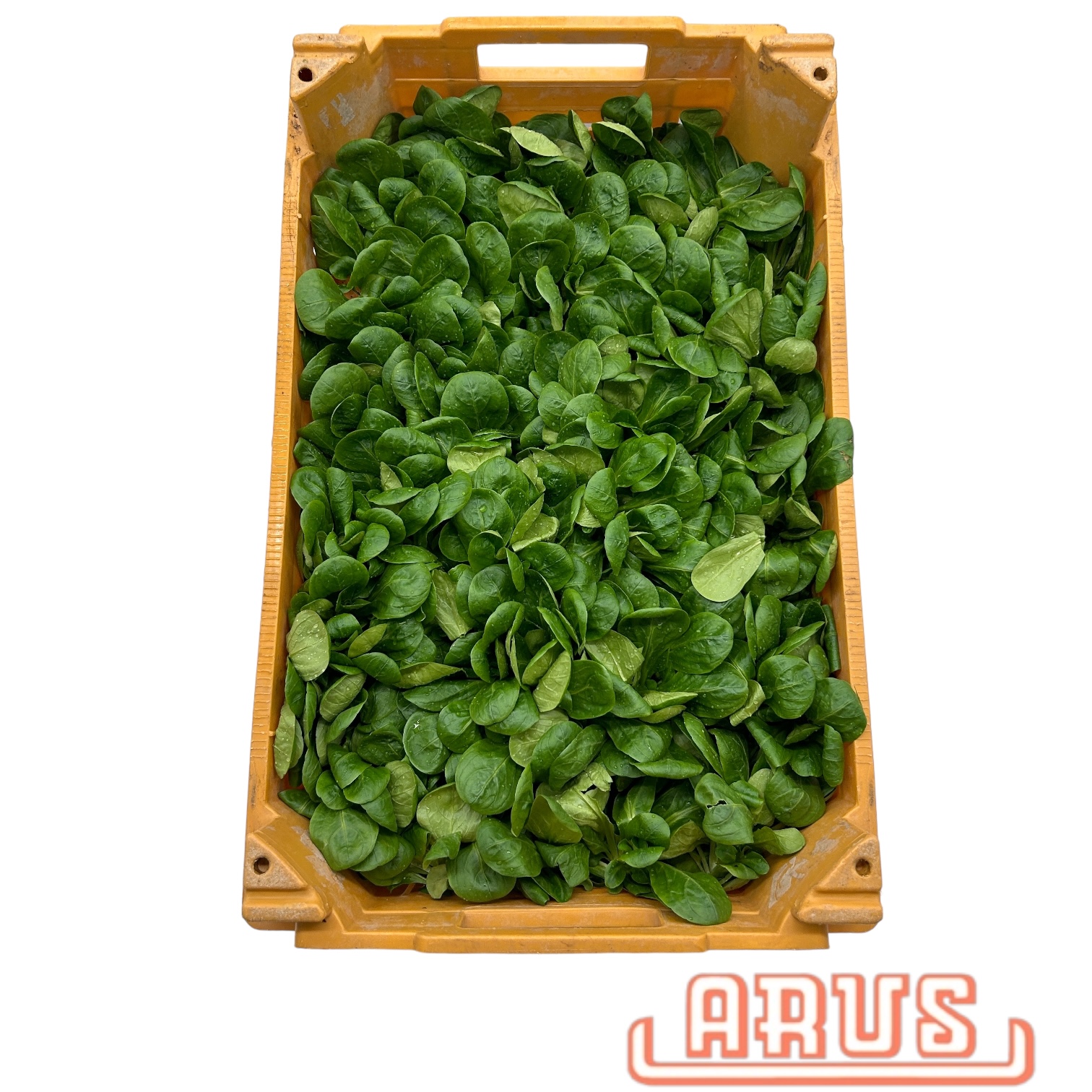 Feldsalat 1kg -dtsch . -