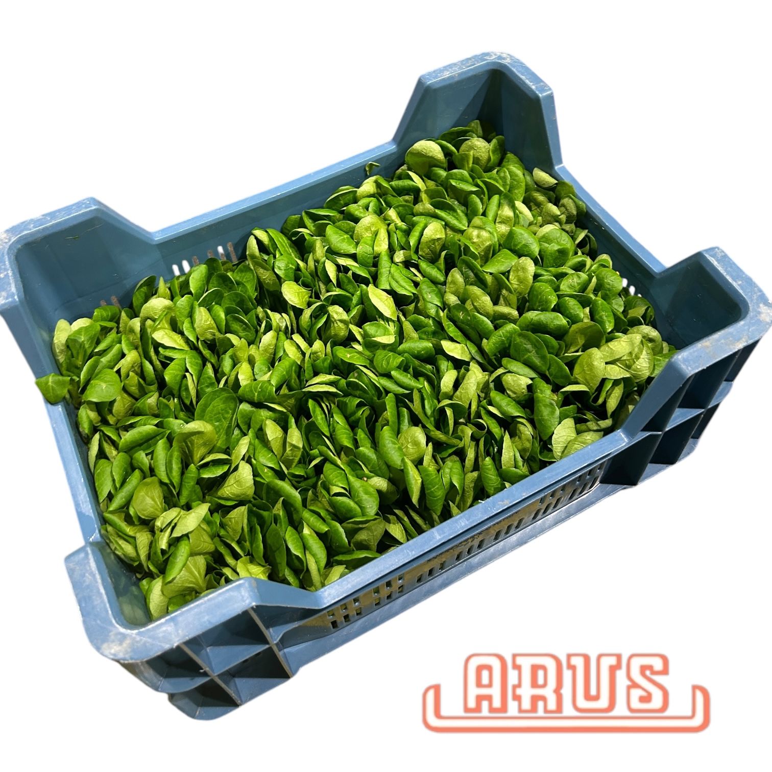 Feldsalat 1kg -belg. -