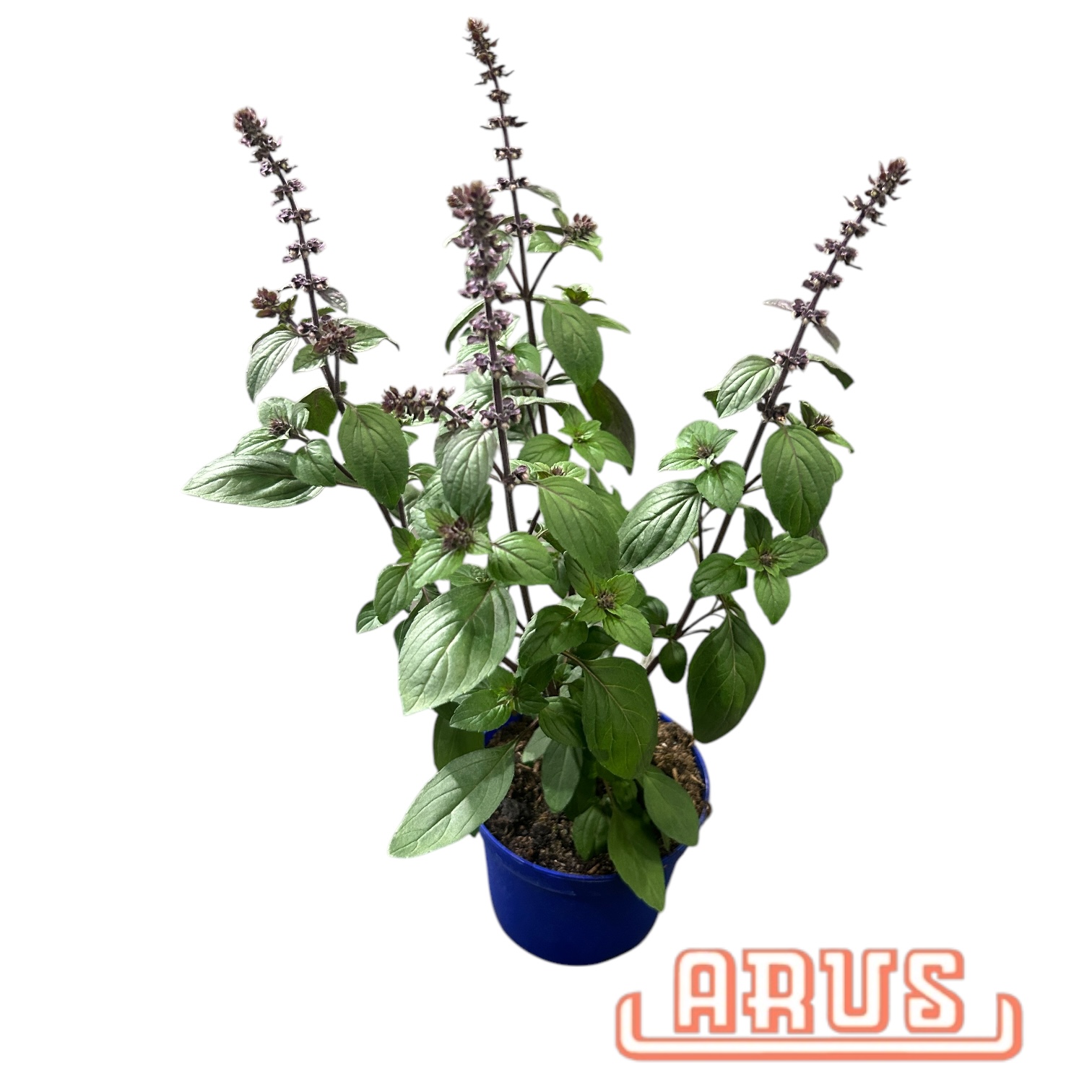 BIO Töpfe Basilikum A. Red, 13cm