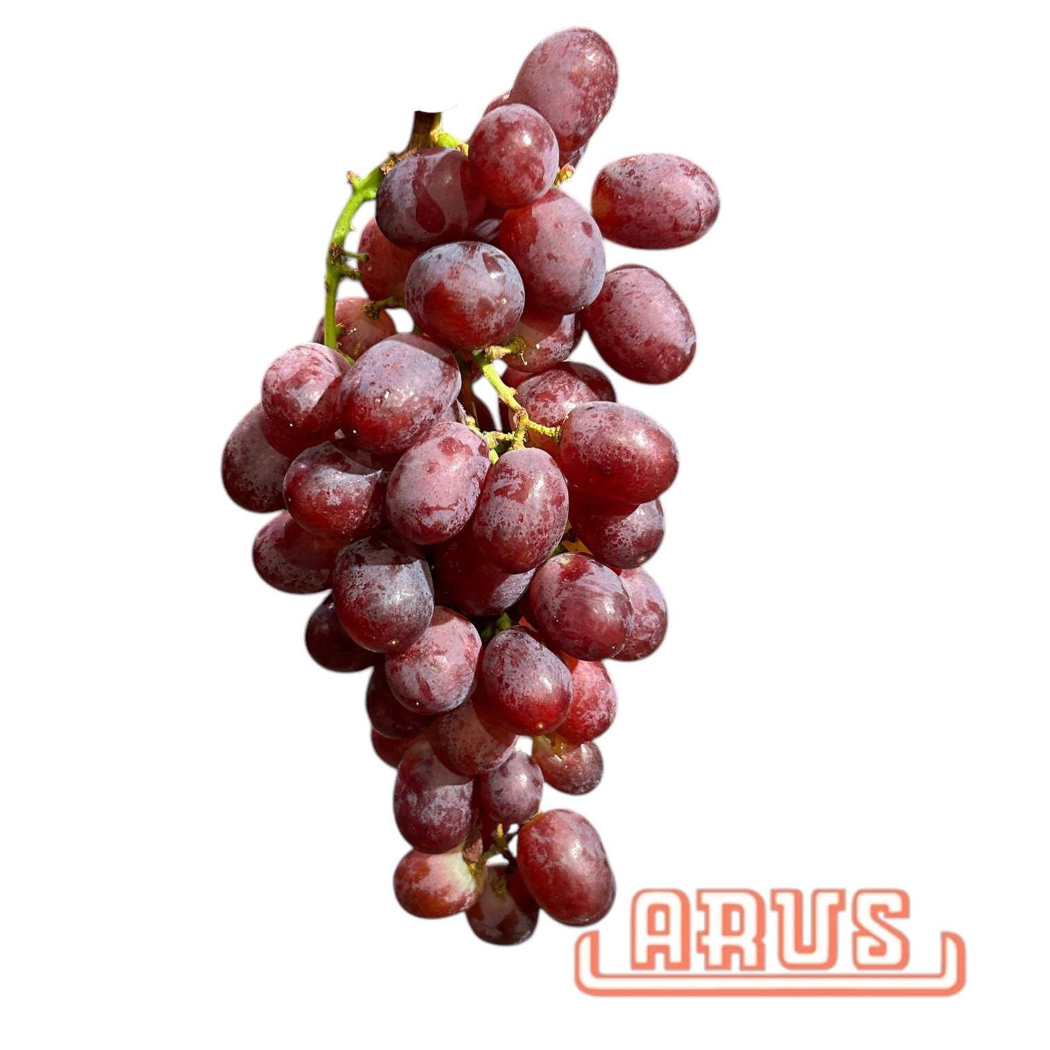 Trauben Allison Seedlees 8,2kg -rot kernlos-