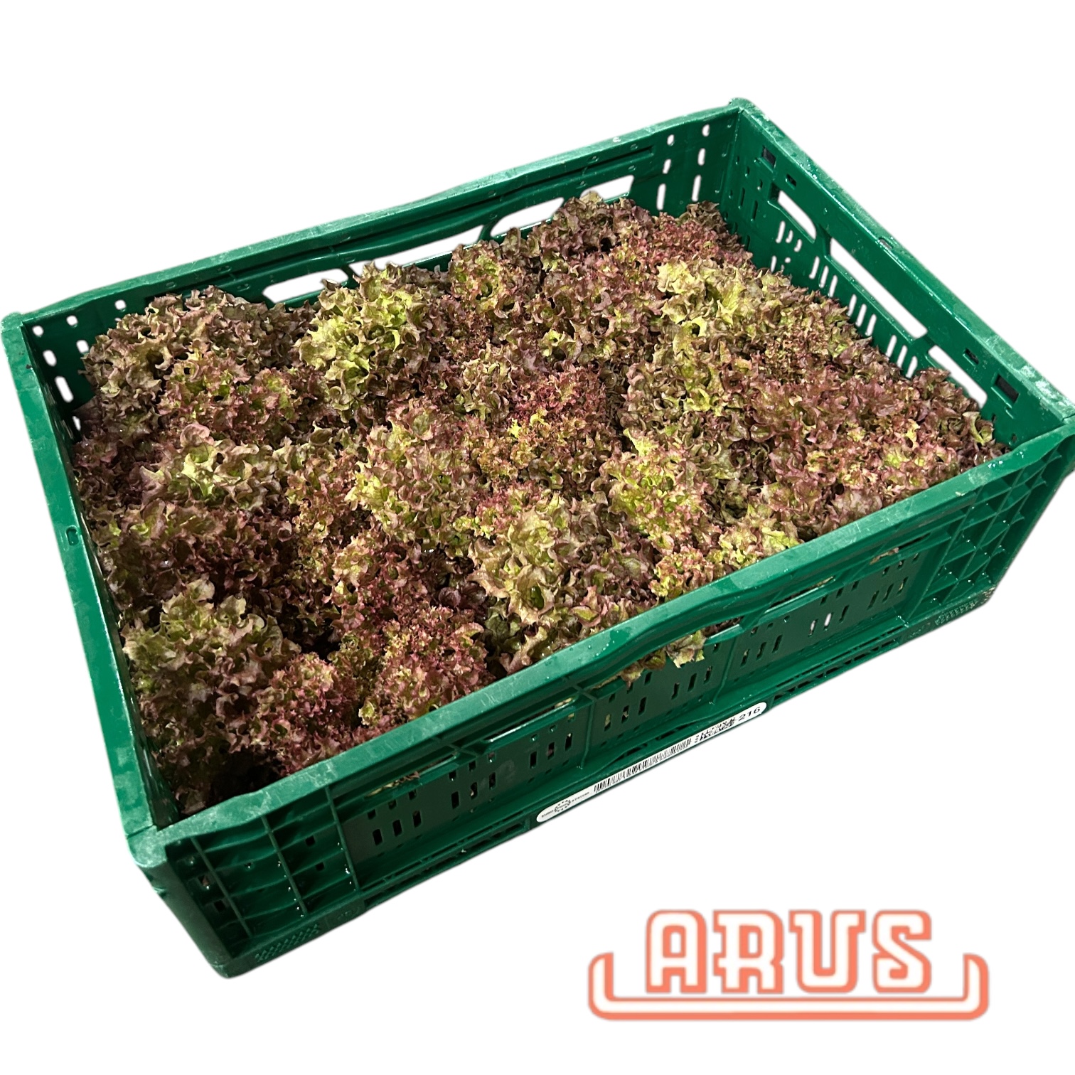 Lollo Rosso 9er -dtsch.-